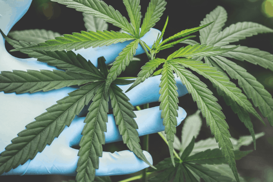 CBD Plant