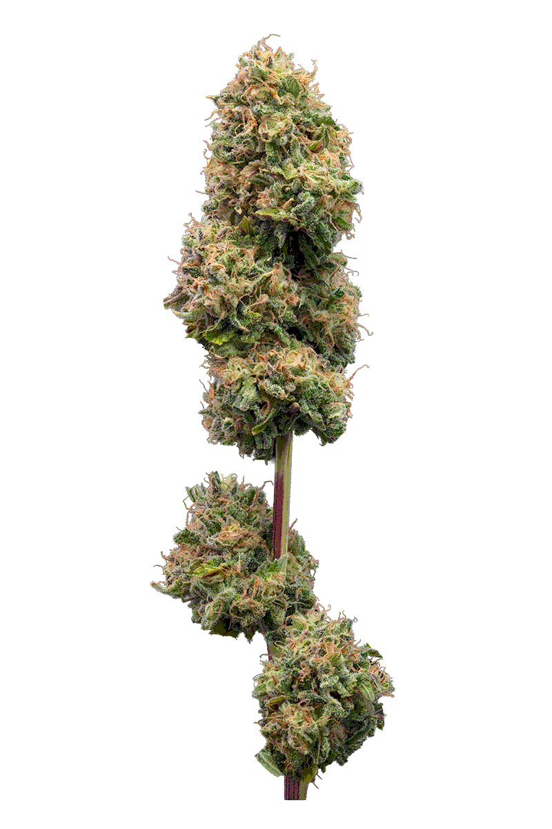 Akira Botanicals Hemp Flower