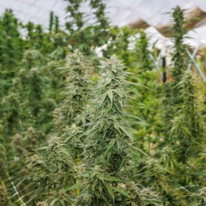 Hemp growing at Akira Botanicals' farm