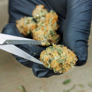 Akira Botanicals Harvest