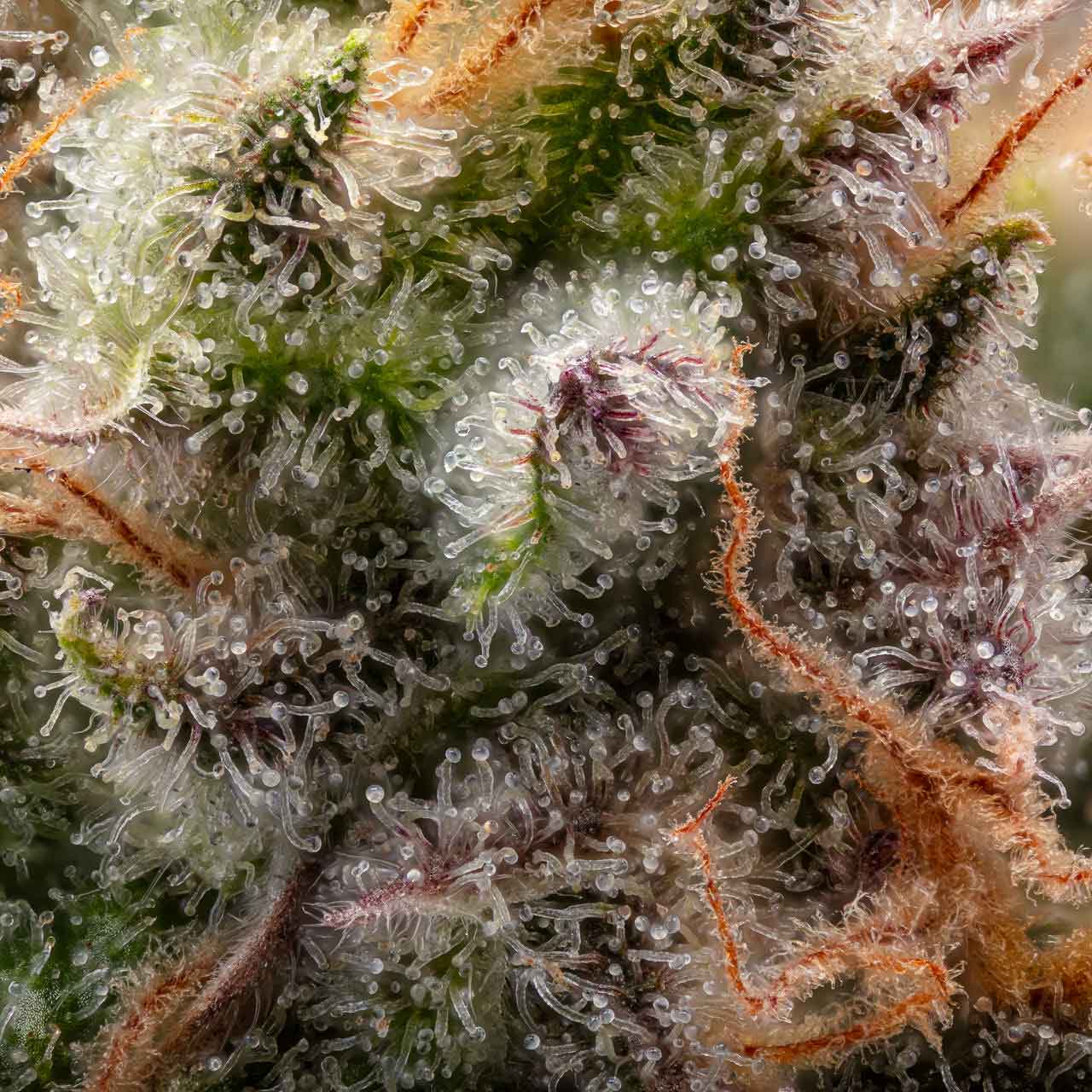 Akira Botanicals Hemp Flower Close-up