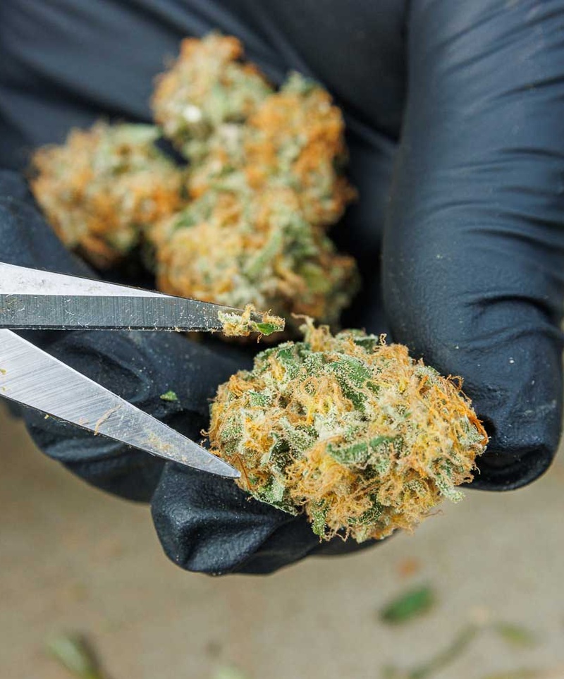 hand trimmed buds
