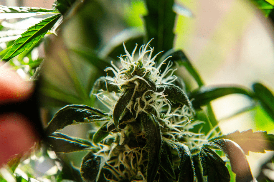 Hemp flowers produce THCV.