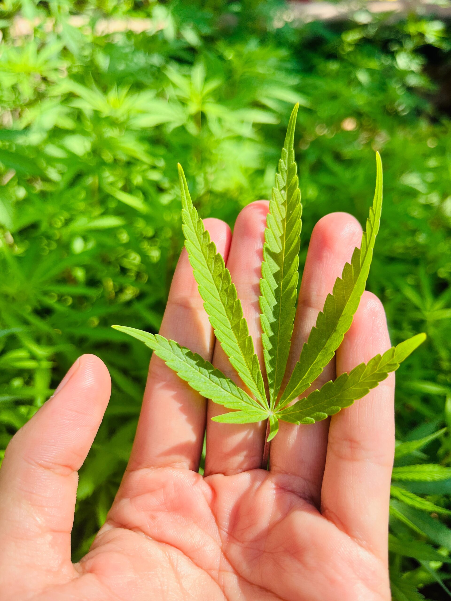 hemp leaf