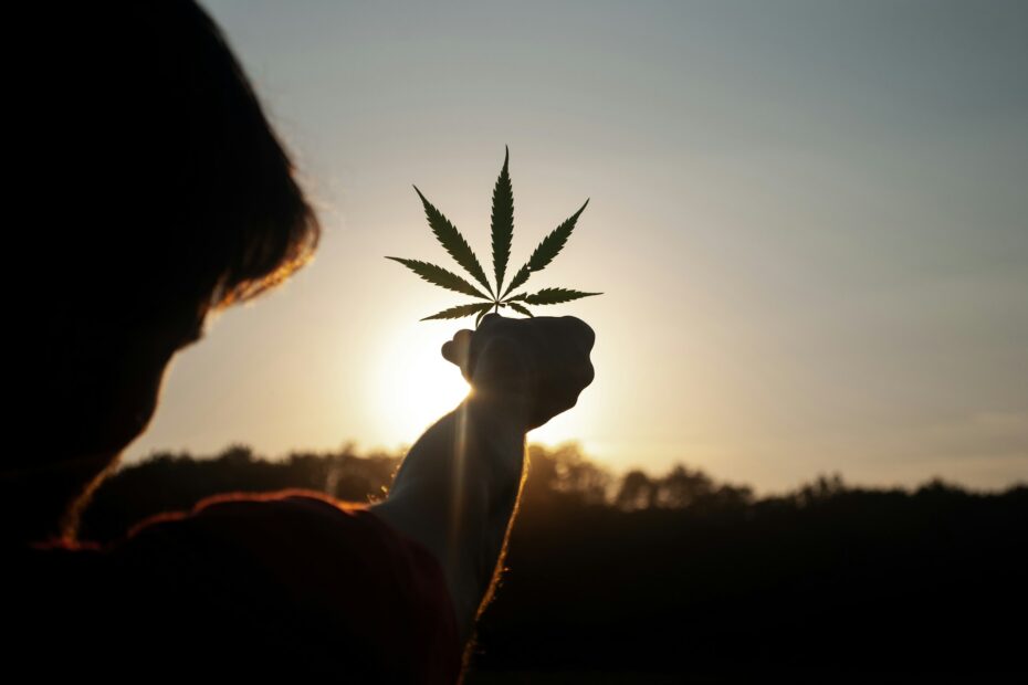 hemp flower in the sunset
