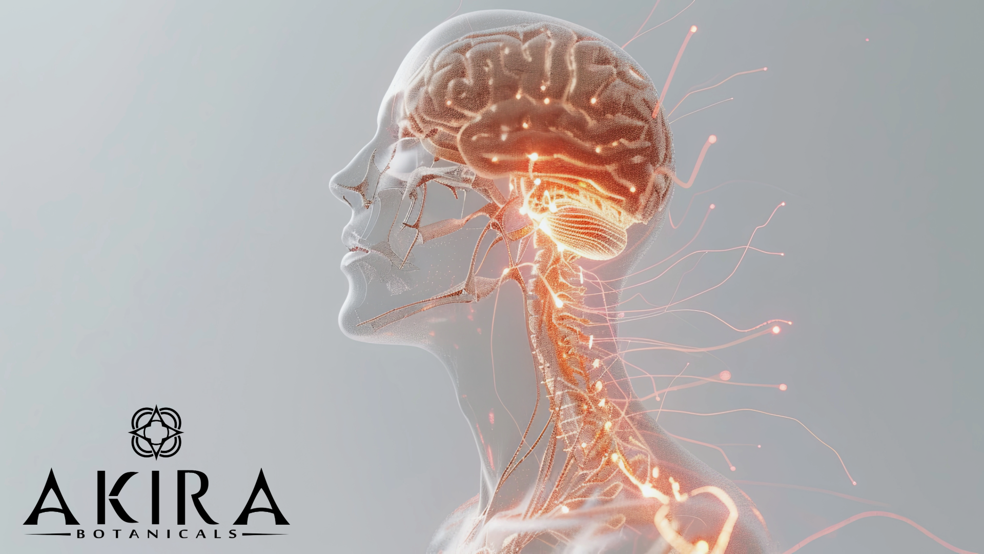CBN works with the cannabinoid receptors in the brain.