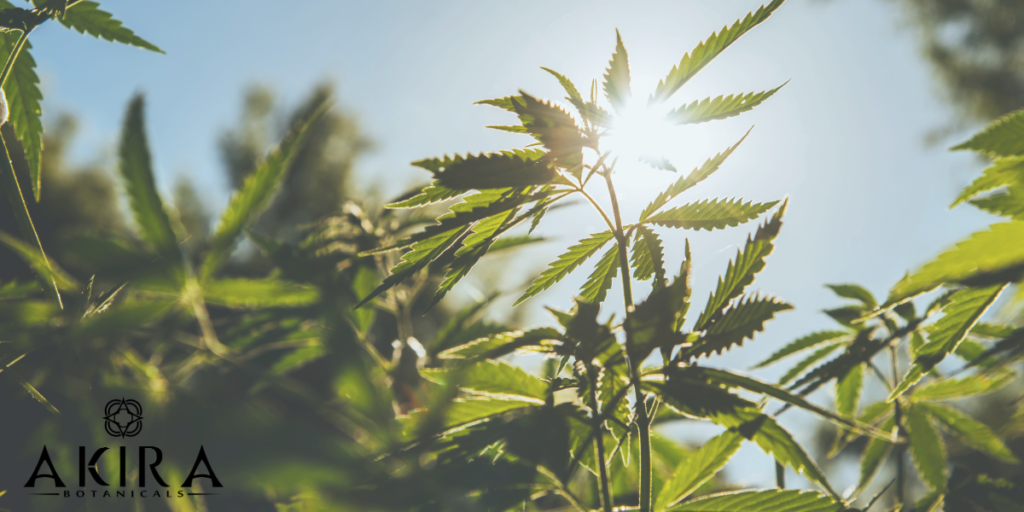 Hemp plant in the sun-natural energy!
