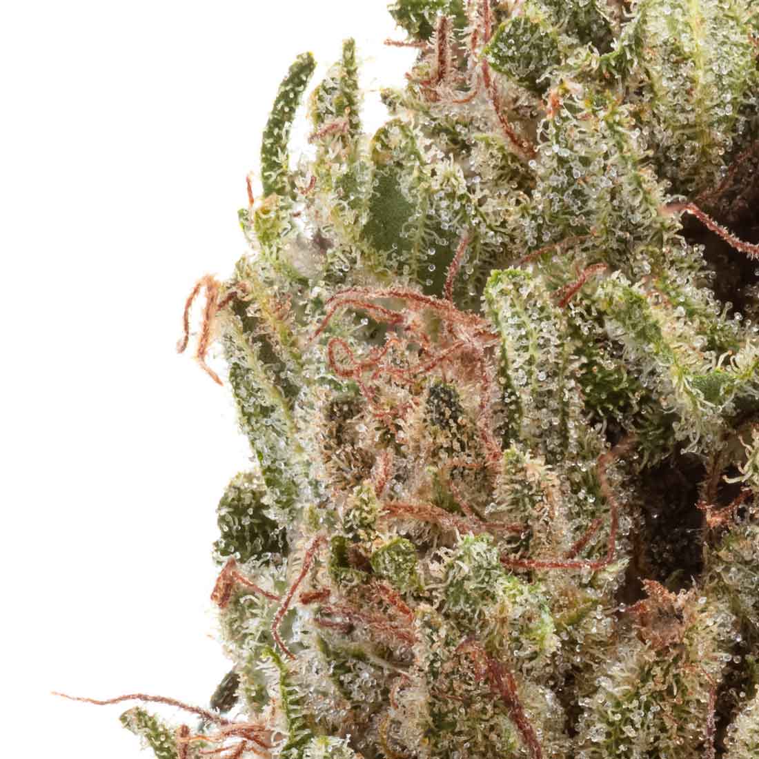 Akira Botanicals The Medicine Flower detail