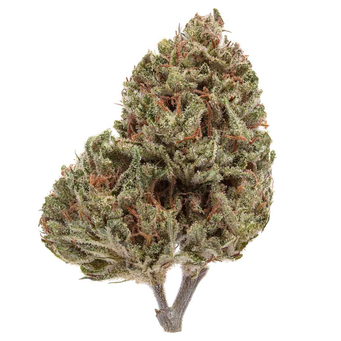 Chasing Durban Flower - Akira Botanicals