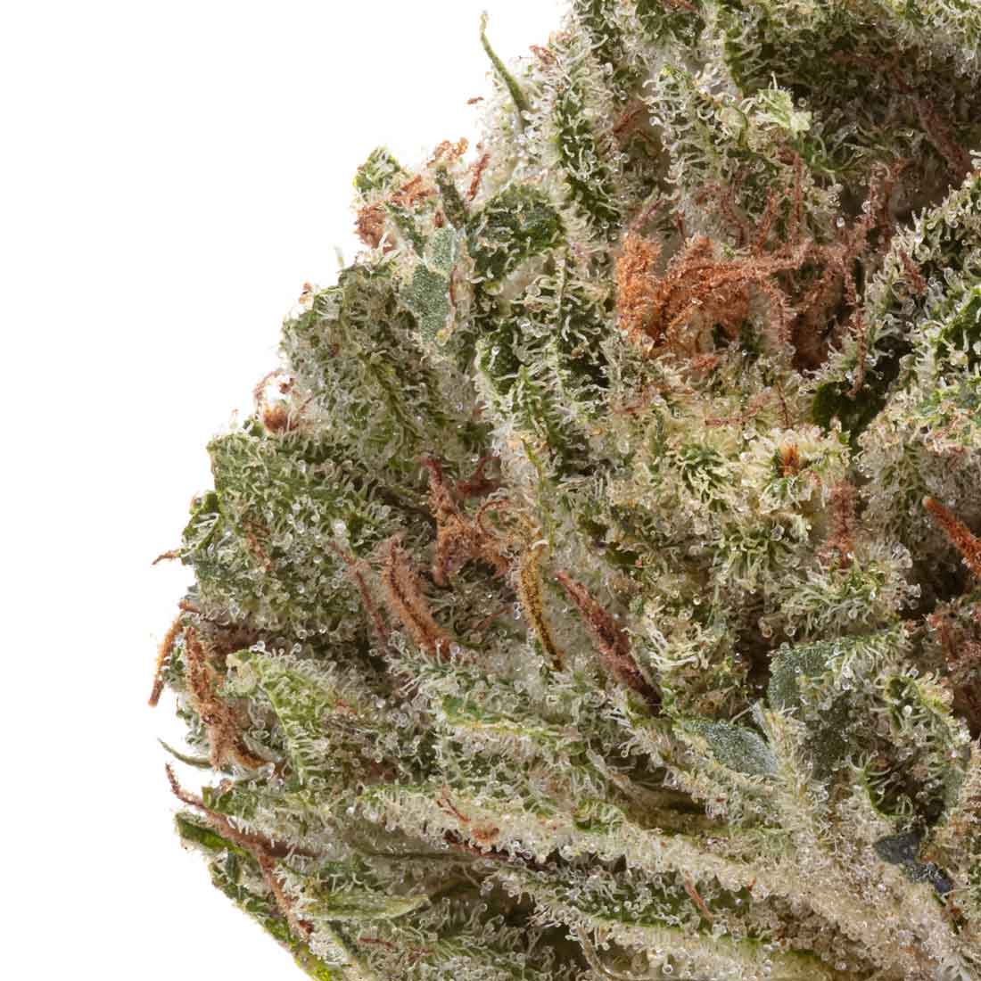 Akira Botanicals Chasing Durban Flower