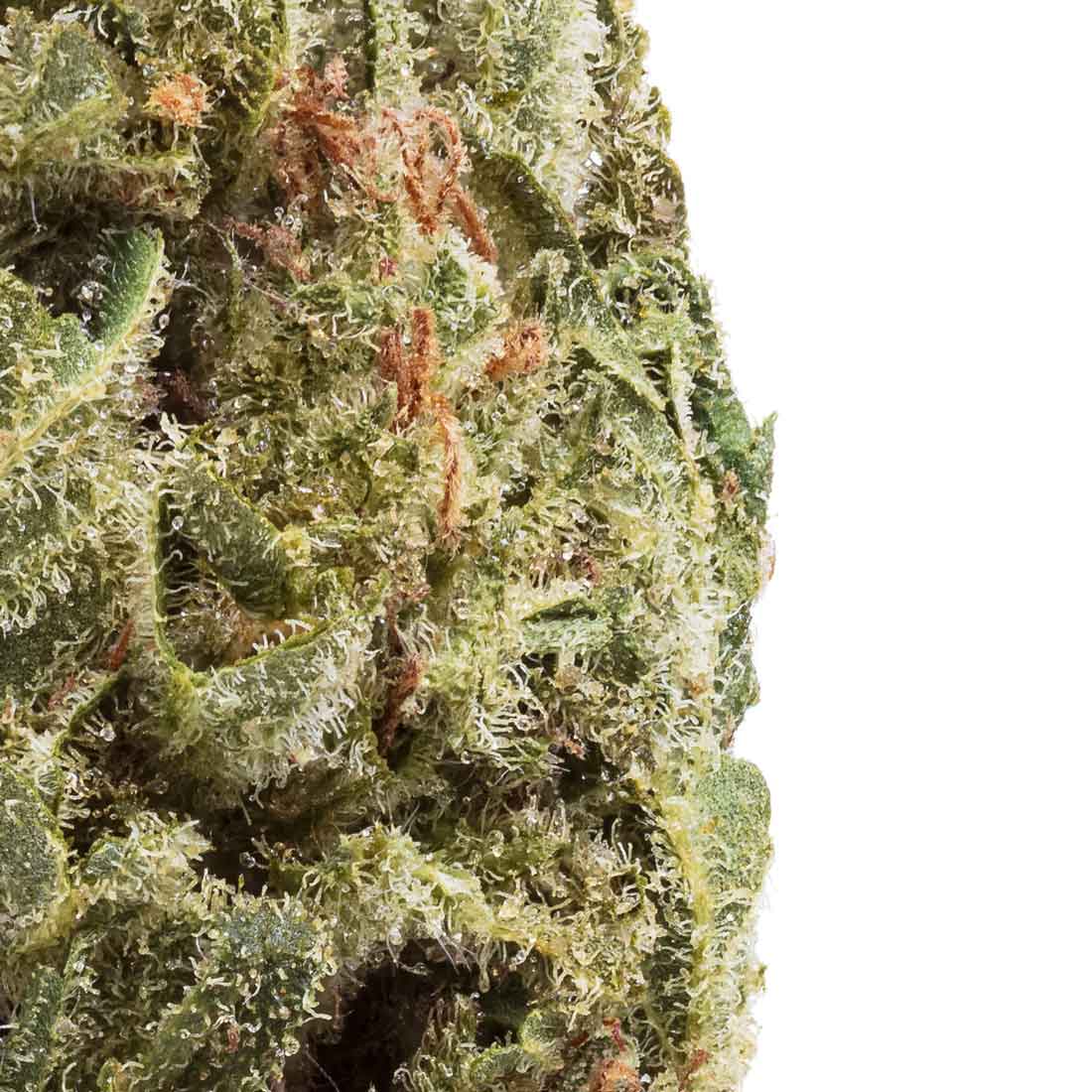 Akira Botanicals Rainbow Jack flower close-up
