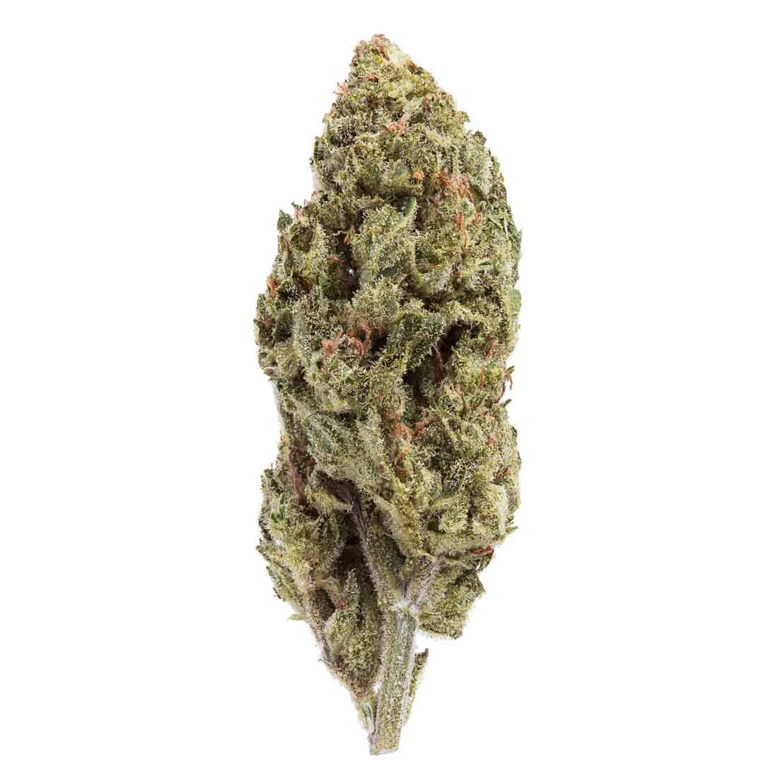 Akira Botanicals Rainbow Jack flower
