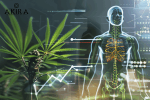 CBD for menopause