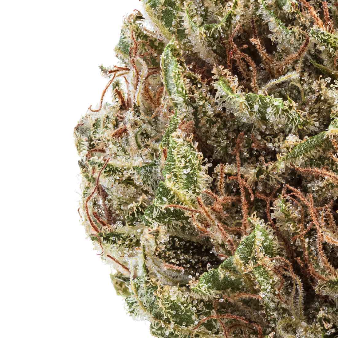 Akira Botanicals Don Souci Flower