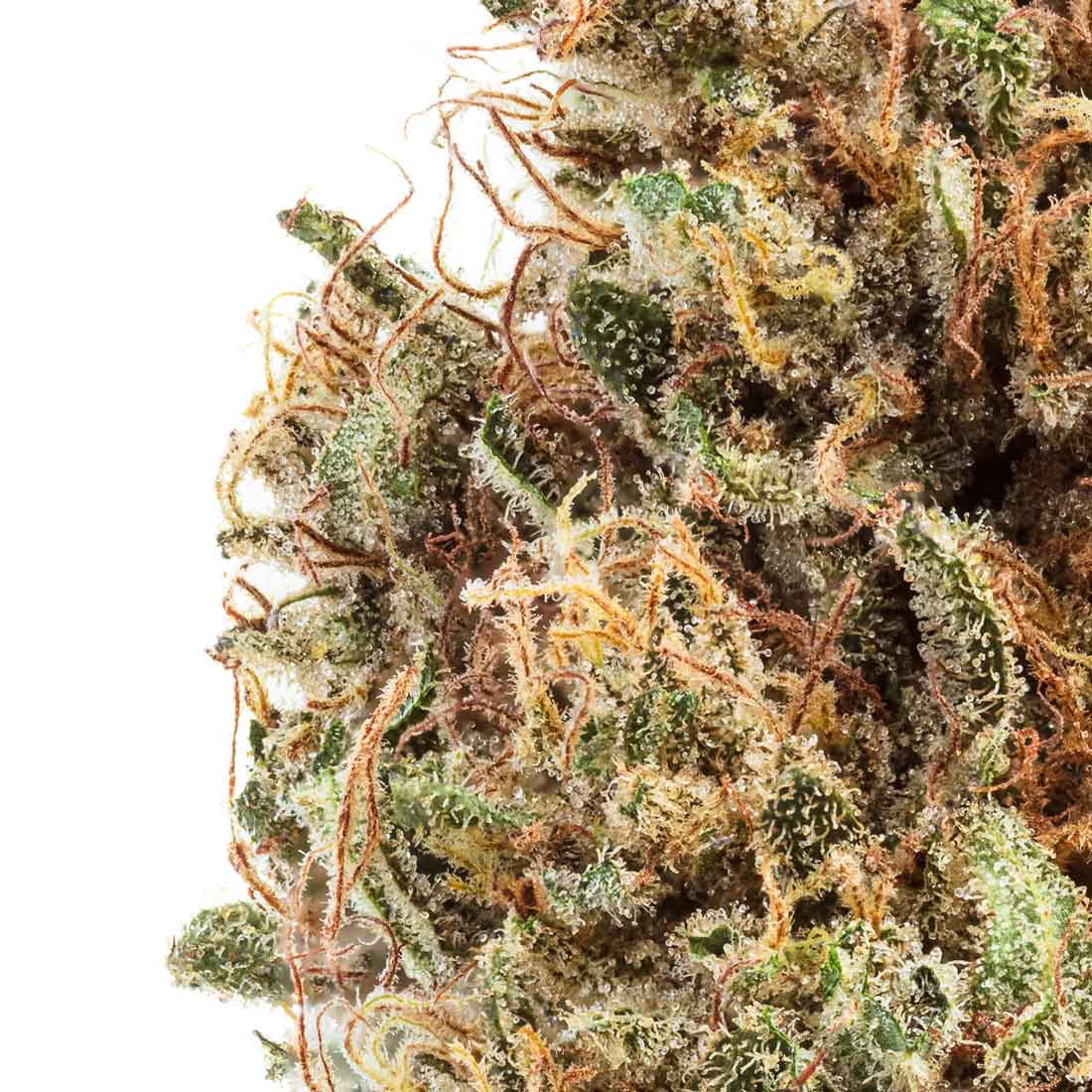 Akira Botanicals Mozo Flower