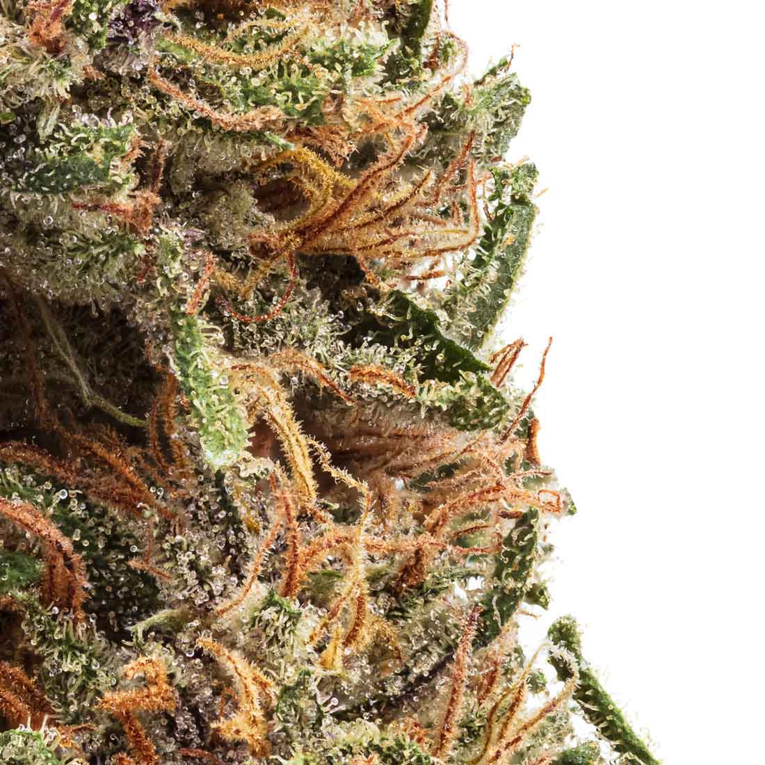 Akira Botanicals Rainbow Sherbet Flower