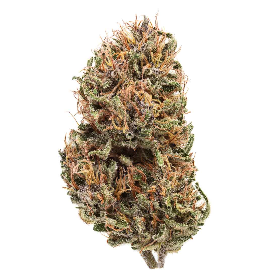 Akira Botanicals Rainbow Sherbet Flower