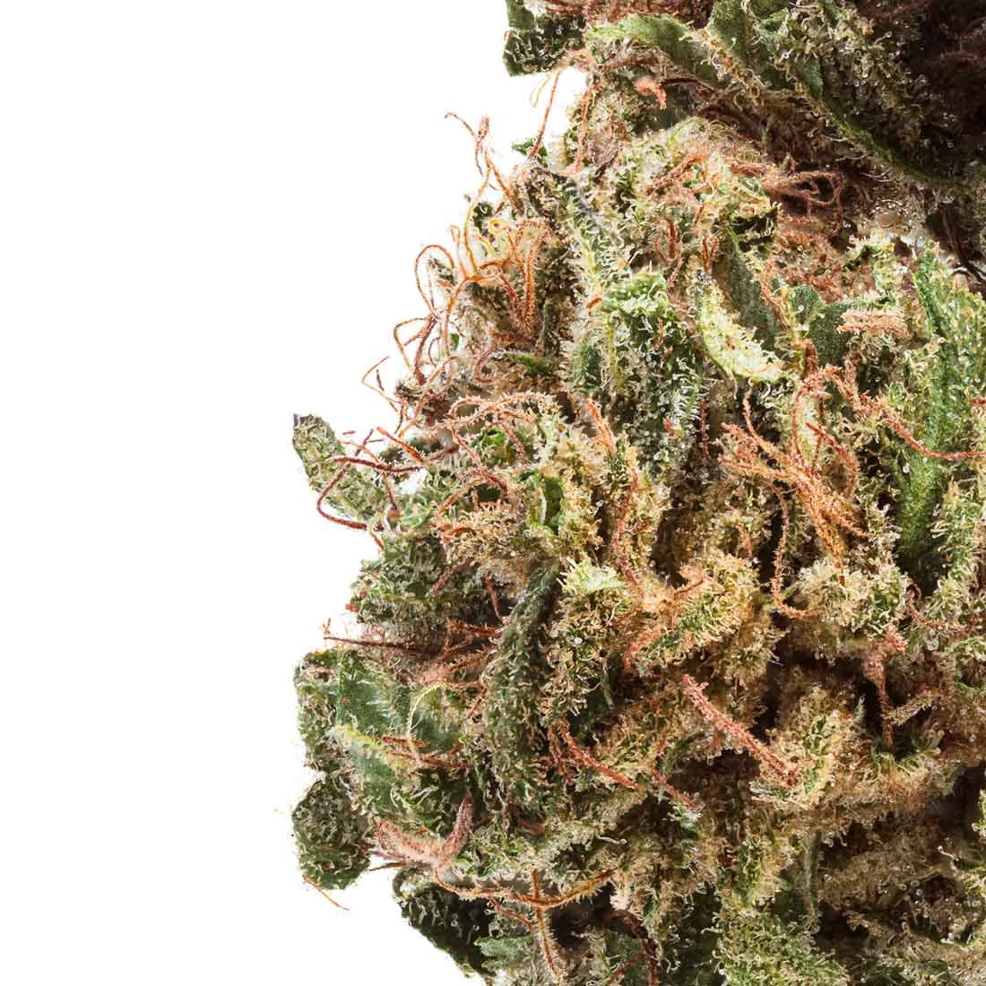Akira Botanicals Monkey Burgers Flower close-up