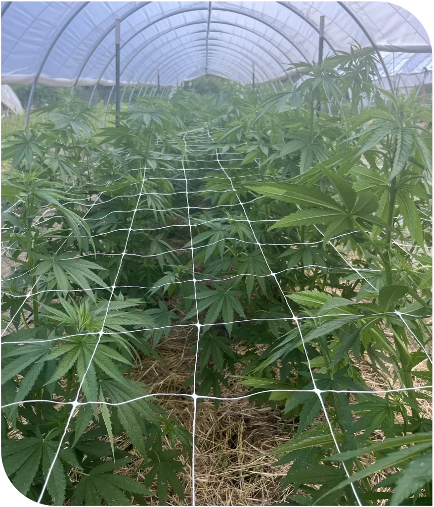 Hemp farm