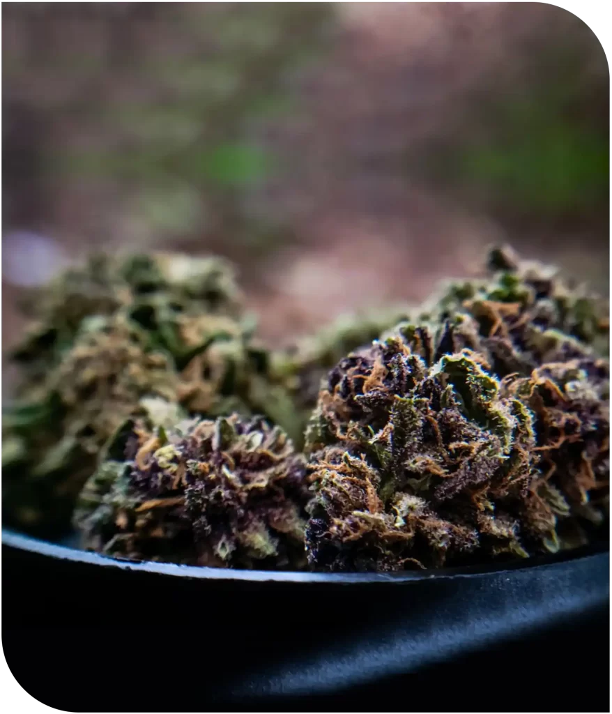 Hemp farmers grow quality hemp in small batches.