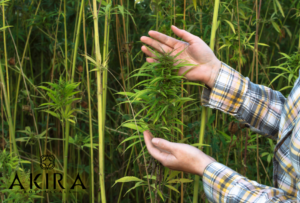 Hemp farm