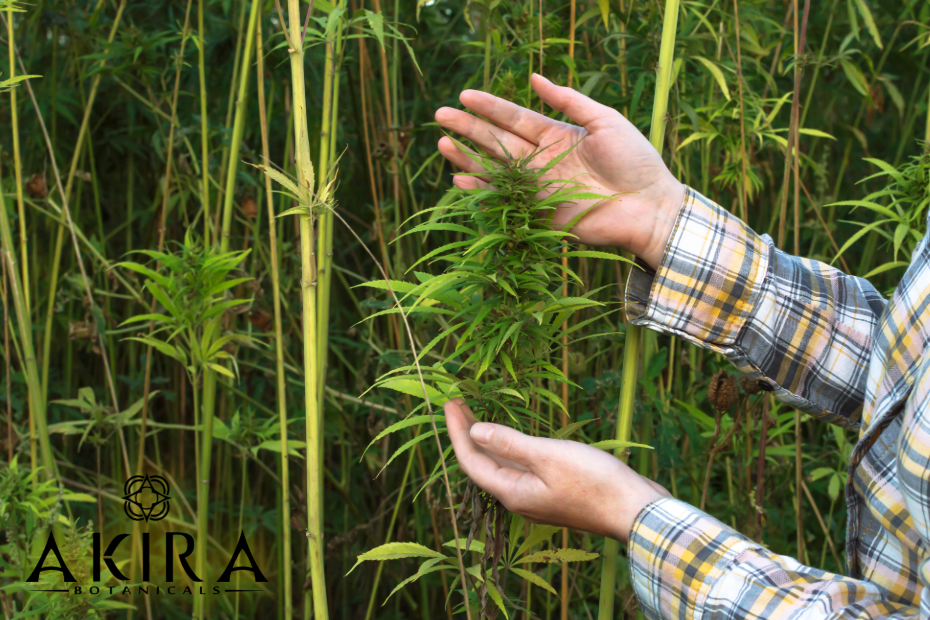 Hemp farm
