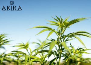 Farm for hemp and high CBG percentages.