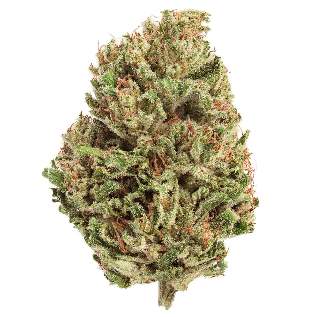 Akira Botanicals Critical Durban flower